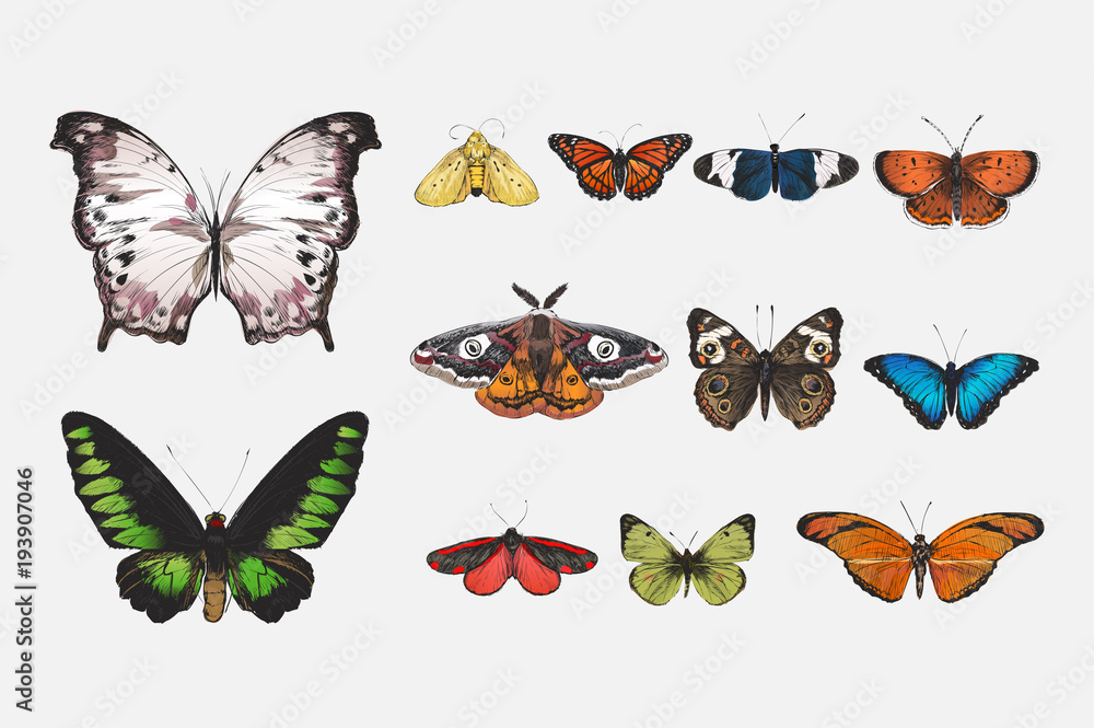 Naklejka Illustration drawing style of butterfly collection