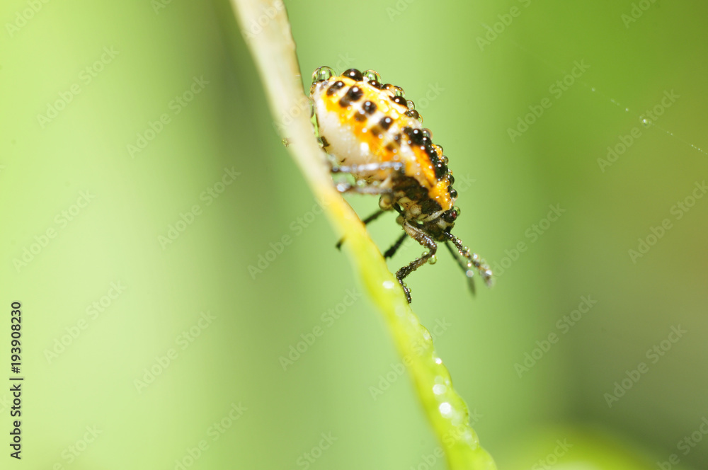 Fototapeta premium As bugs, taken in the wild nature environment