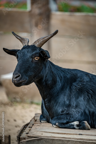 Close up of black goat
