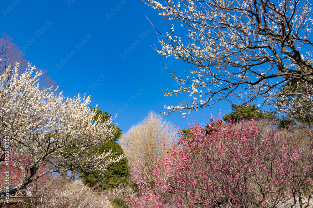 紅白梅のある風景