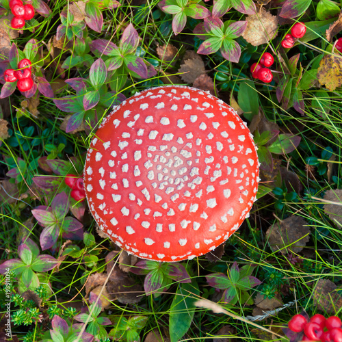 Mushroom Amanita muscaria commonly known as the fly agaric from above. Red berries grow around