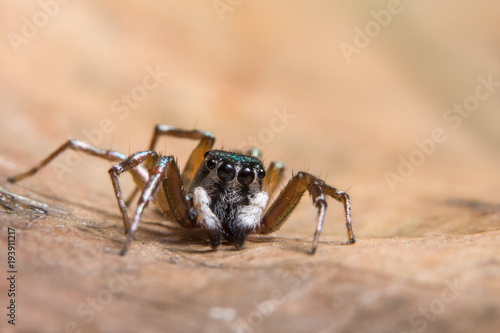 Macro spider brown photo