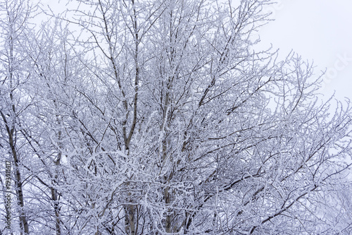Russian winter season background. Beautiful winter frosty trees branches with a lot of snow. Snow covered trees in winter. © baon