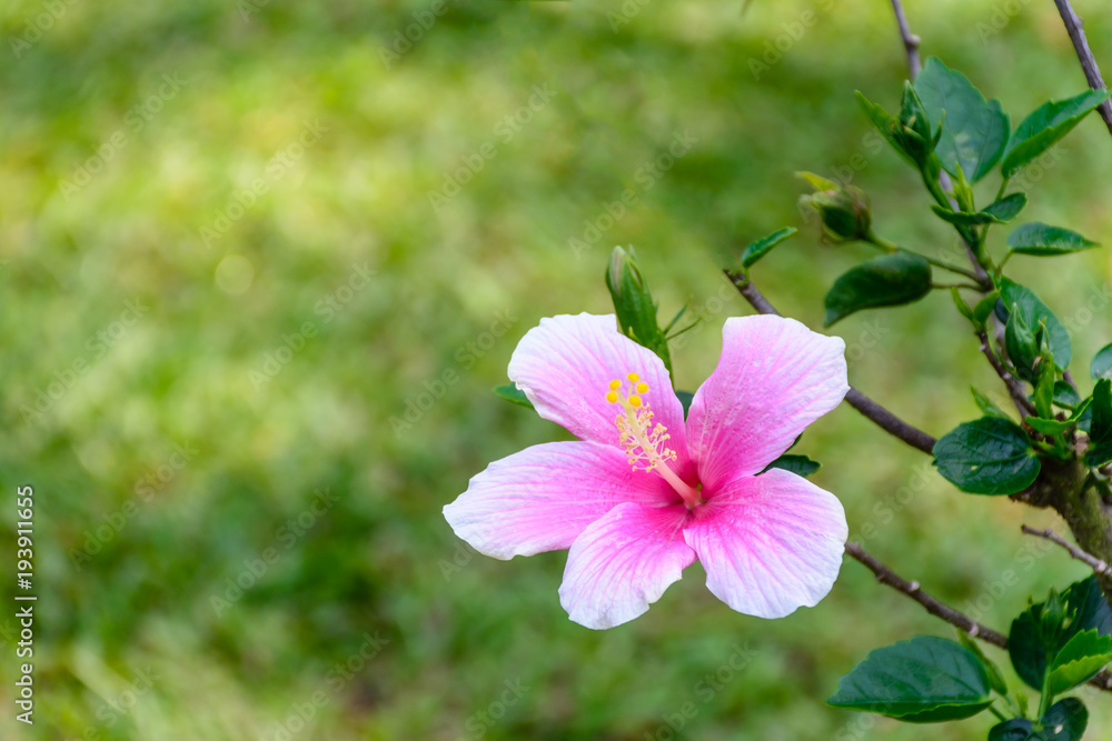 beautiful hibiscus flower with blur background