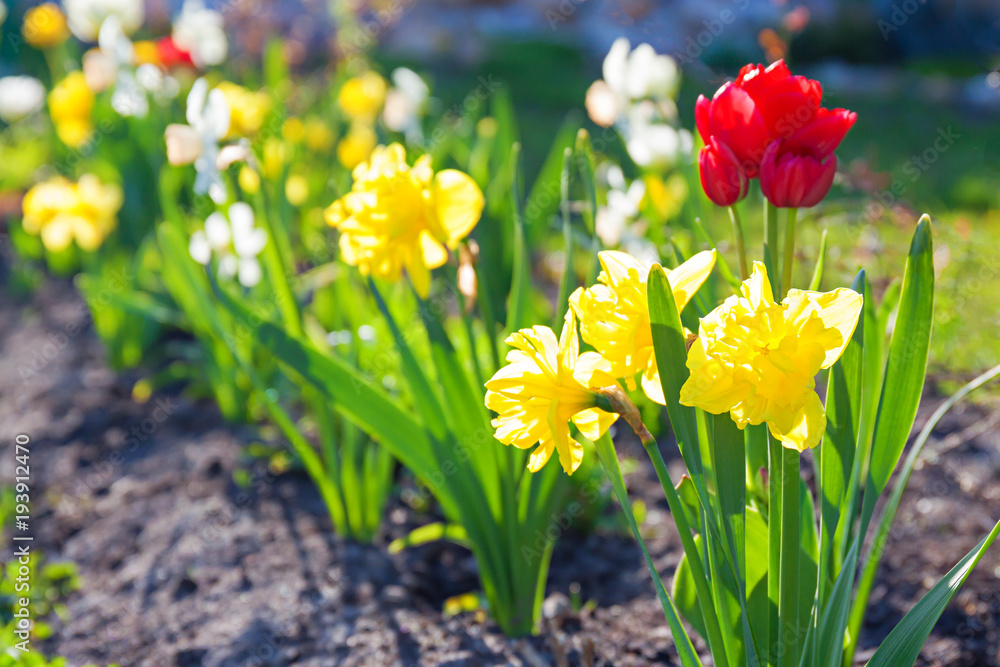 Obraz premium spring flowers daffodils and tulips flowering in garden on a flower bed