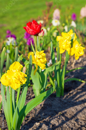 spring flowers daffodils and tulips flowering in garden on a flower bed