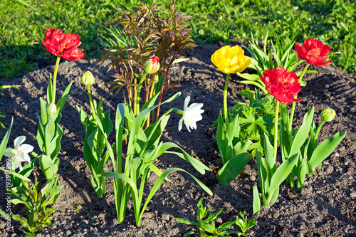 spring flowers daffodils and tulips flowering in garden on a flower bed