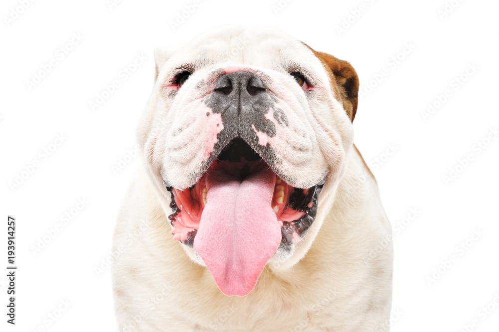 Portrait of English bulldog, closeup, isolated on white background
