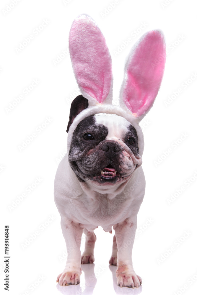 adorable easter bunny french bulldog