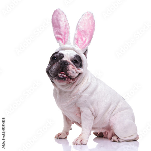 happy ester bunny french bulldog sitting