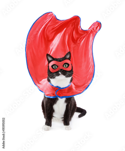 Fototapeta Naklejka Na Ścianę i Meble -  Super hero black and White tuxedo cat wearing mask and cape