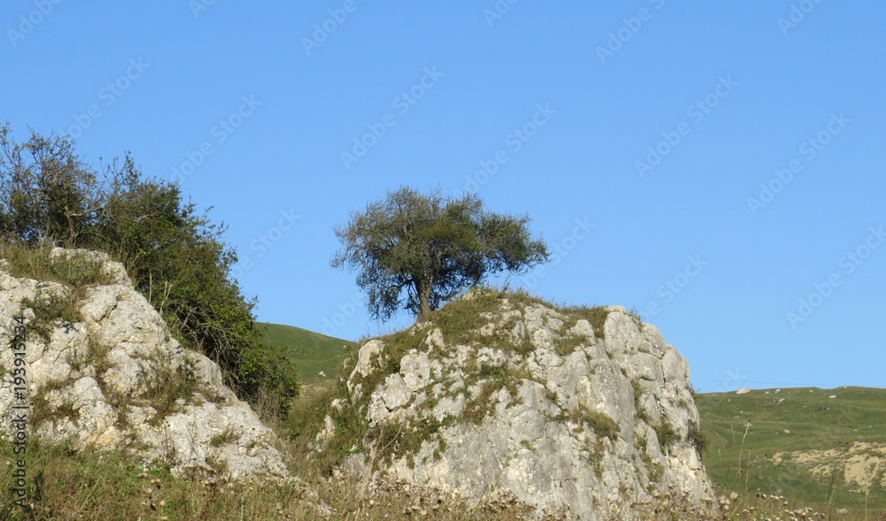 A lonely tree growing on a stone A lonely tree growing on a stone