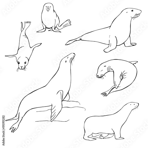 Hand drawn sea lion. Vector sketch  illustration.