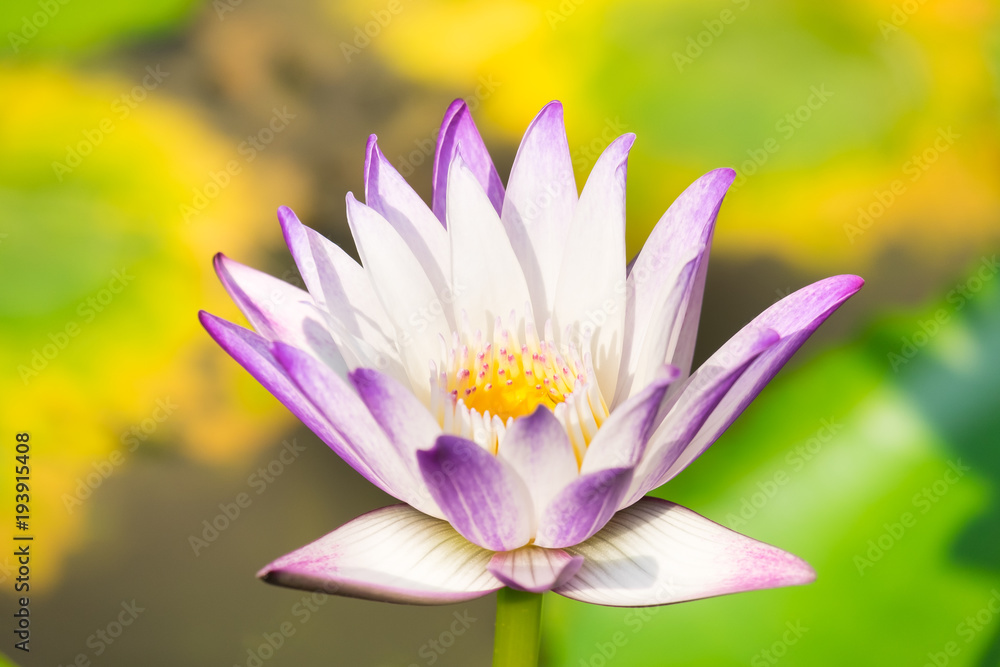close up of bugs are attracting pollen, purple lotus with blur green garden background close up of bugs are attracting pollen, purple lotus with blur green garden background