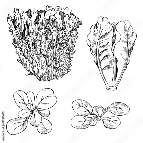 Hand drawn different kinds of lettuce on white background.