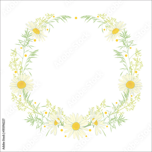 Hand drawn wreath with camomile and herbs.