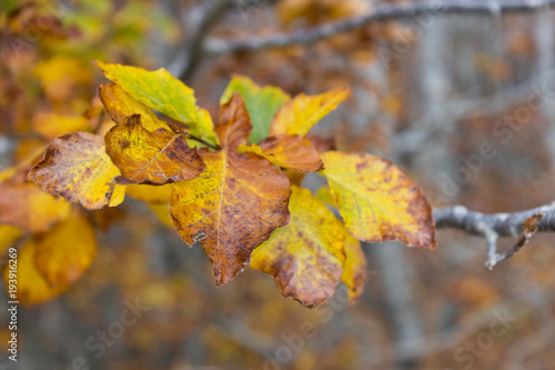 autumn beech leaf in wood