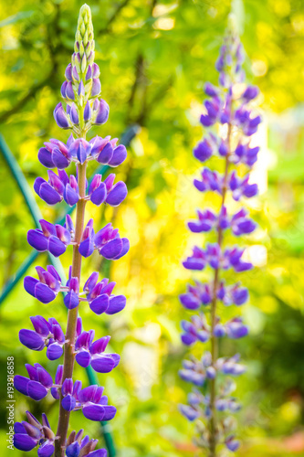 Purple Lupin Flower