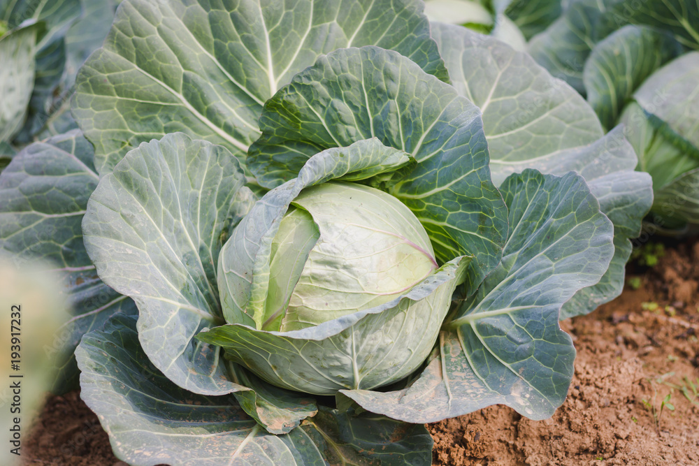 Close-up of an organic Cabbage Close-up of an organic Cabbage