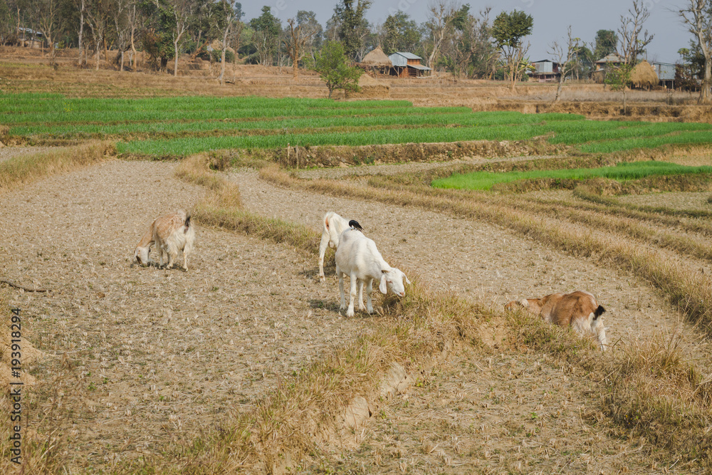 Fototapeta premium Goats at the field of Nepal