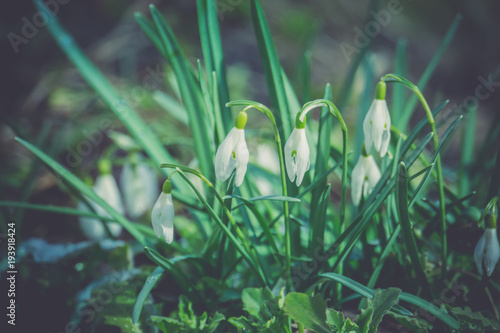 Snowdrops in the Garden Filtered