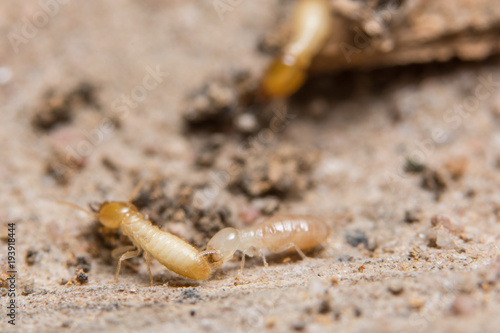 Macro termites are feeding