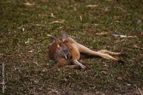 Kangaroo feeding at the zoo © YING