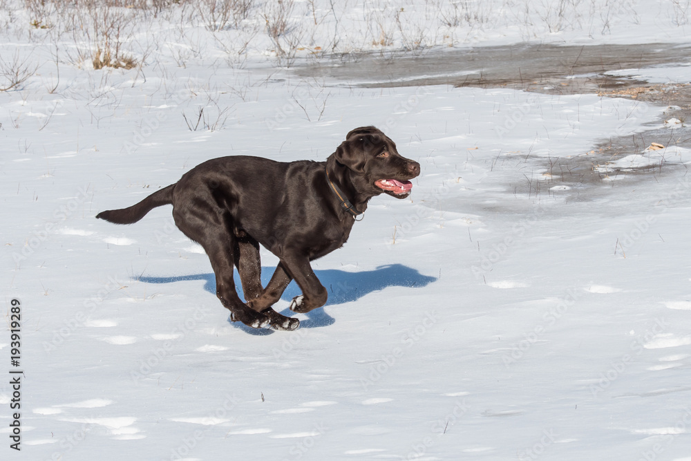 Brauner Labrador rennt im Schnee Brauner Labrador rennt im Schnee