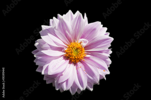 Fototapeta Naklejka Na Ścianę i Meble -  Цветок георгин