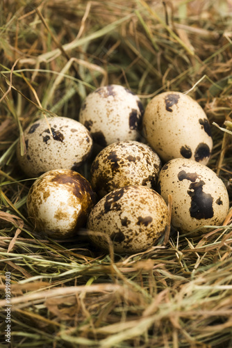Quails eggs. delicious food