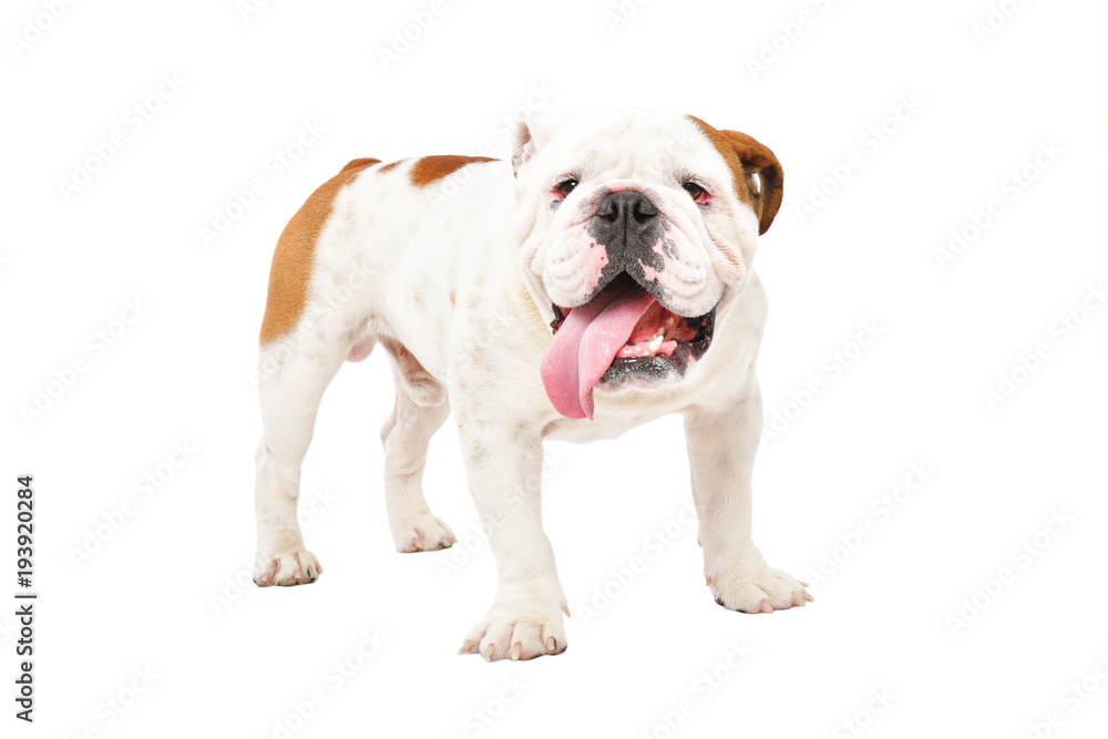 Portrait of a funny English bulldog, standing isolated on white background
Portrait of a funny English bulldog, standing isolated on white background