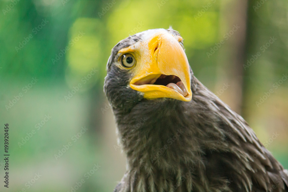 Fototapeta premium yellow-billed eagle closeup with its mouth open