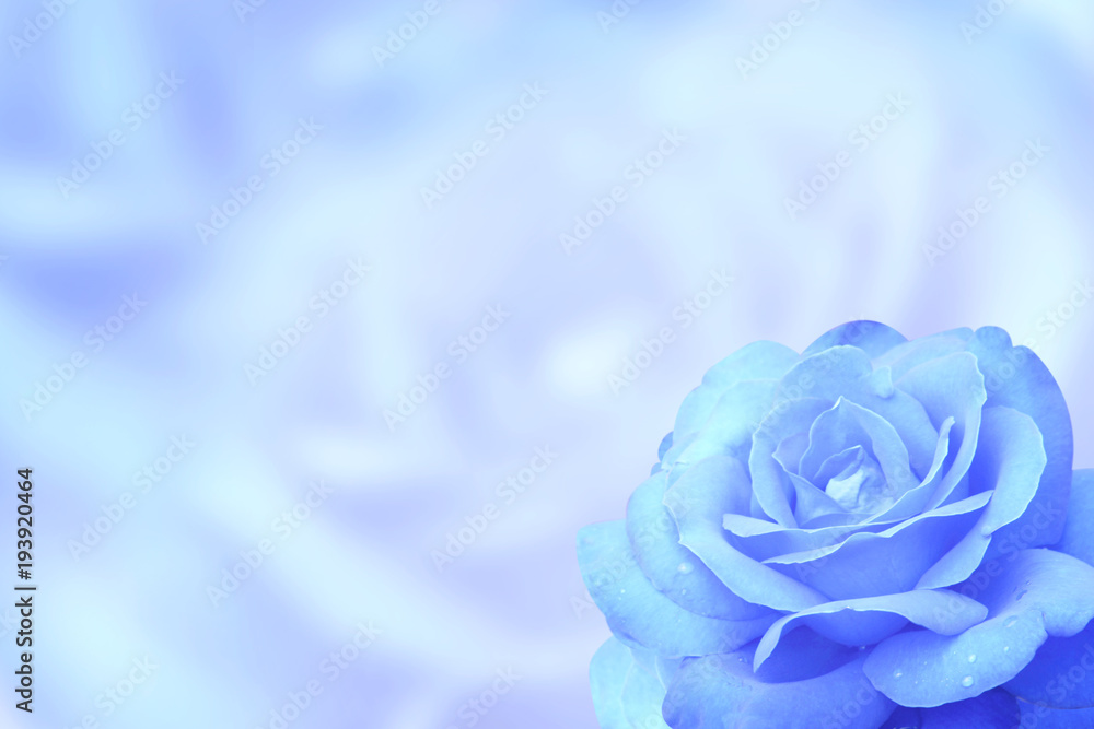 Naklejka premium Niewyraźne tło z różą niebieski kolor
