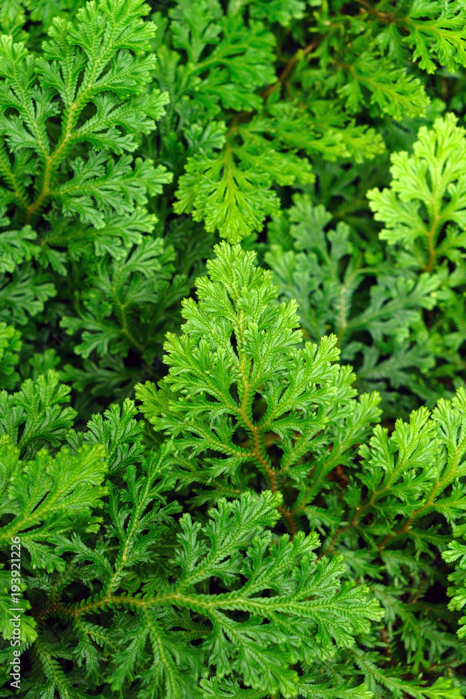 plant background closeup plant background closeup