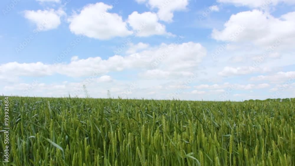 Spikelets of wheat on the field, light breeze. Spikelets of wheat on the field, light breeze.