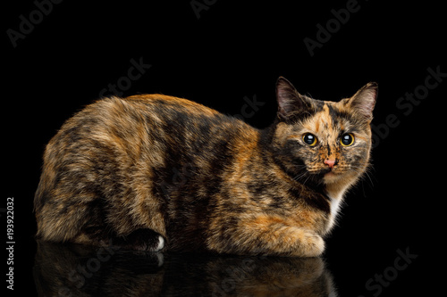 sweet Tortoise Cat Lying on Isolated Black Background with reflection, side view