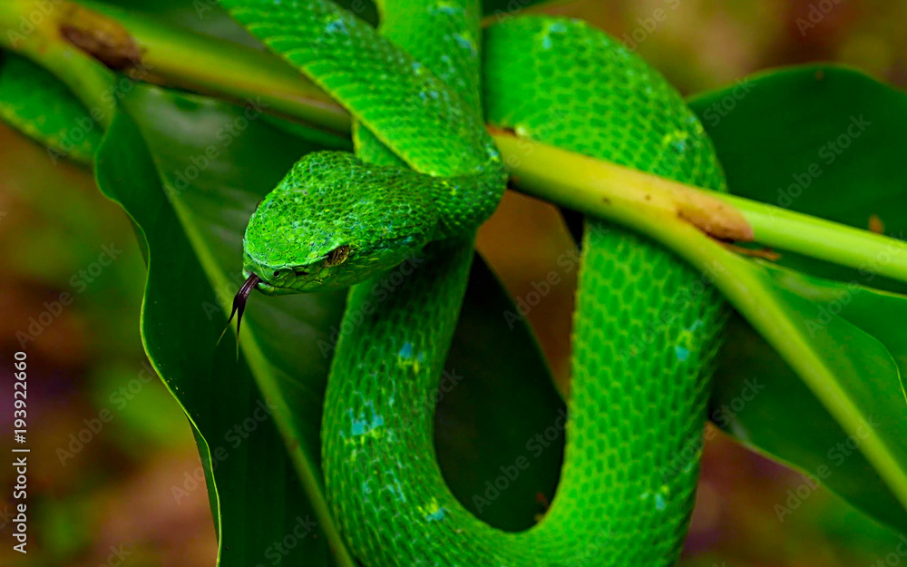 Fototapeta premium Green snake on a branch