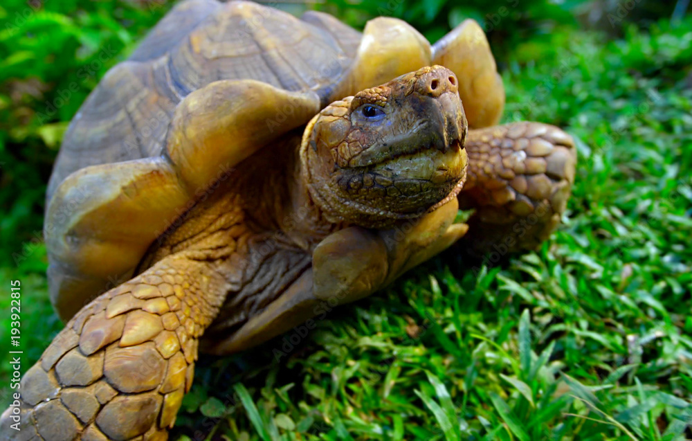 Naklejka premium turtle on green grass