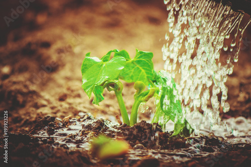 caring for a new life. Watering young plants. The child's hands. Selective focus.   photo