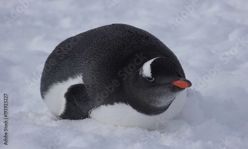 Little penguin in the snow