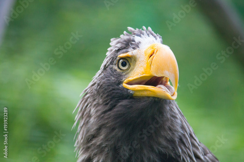 yellow-billed eagle closeup with its mouth open