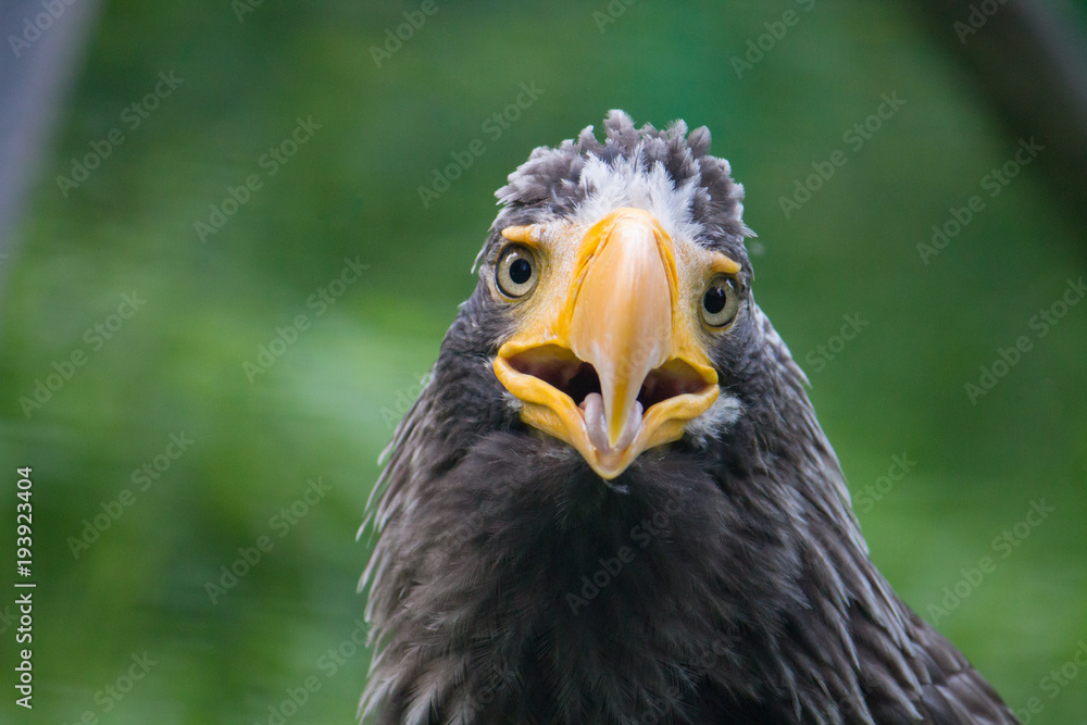 yellow-billed eagle closeup with its mouth open yellow-billed eagle closeup with its mouth open