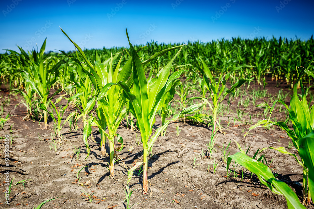 Naklejka premium Young green corn field