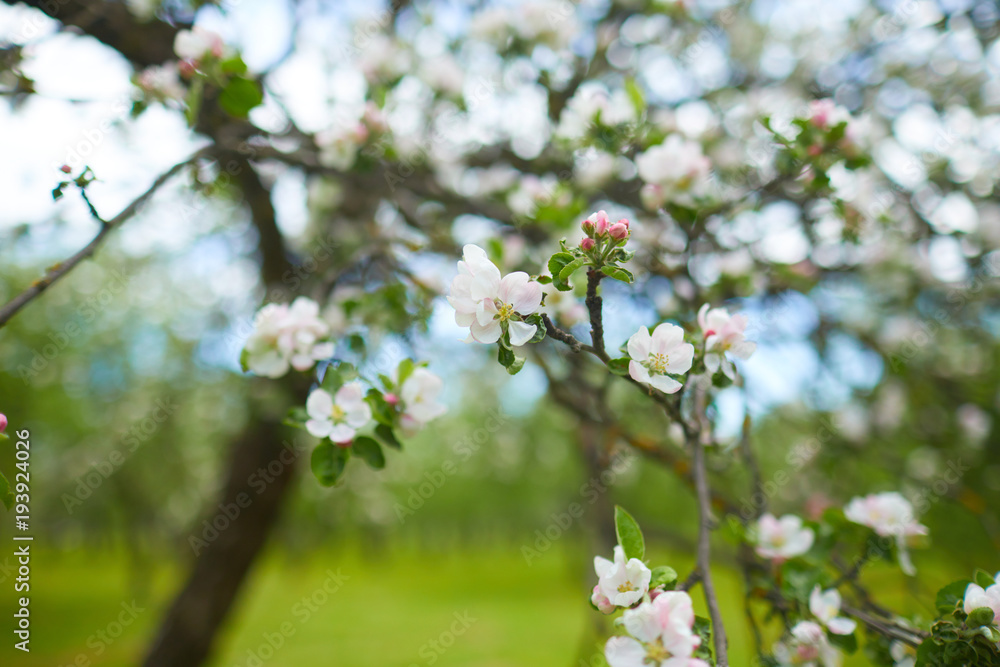 Fototapeta premium apple blossom