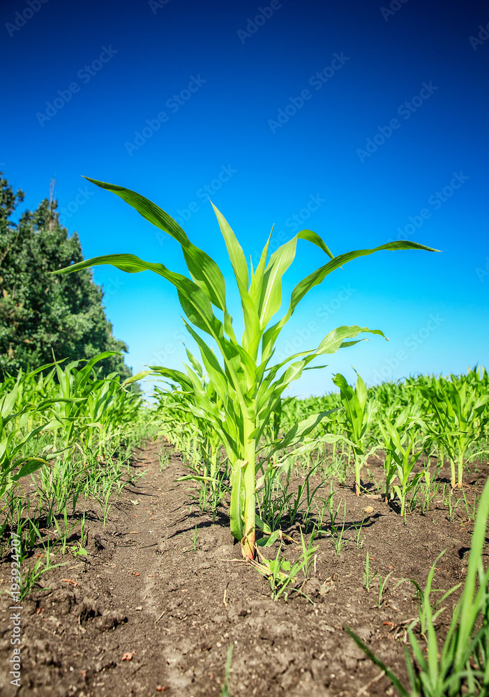 Young green corn field Young green corn field