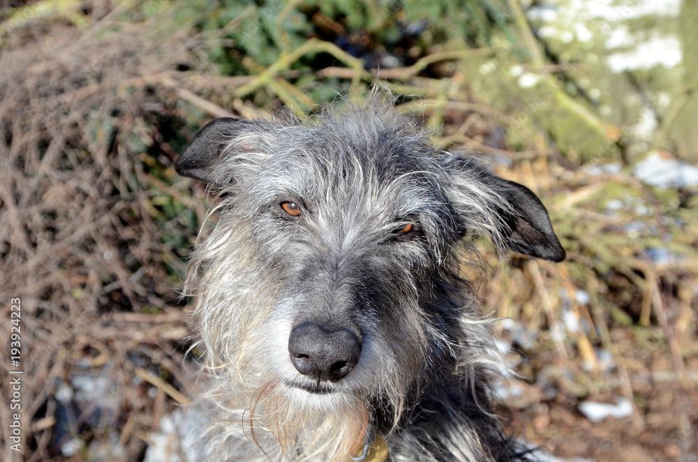 Close on a Scottish Deerhound's face, with a forest as background. Close on a Scottish Deerhound's face, with a forest as background.