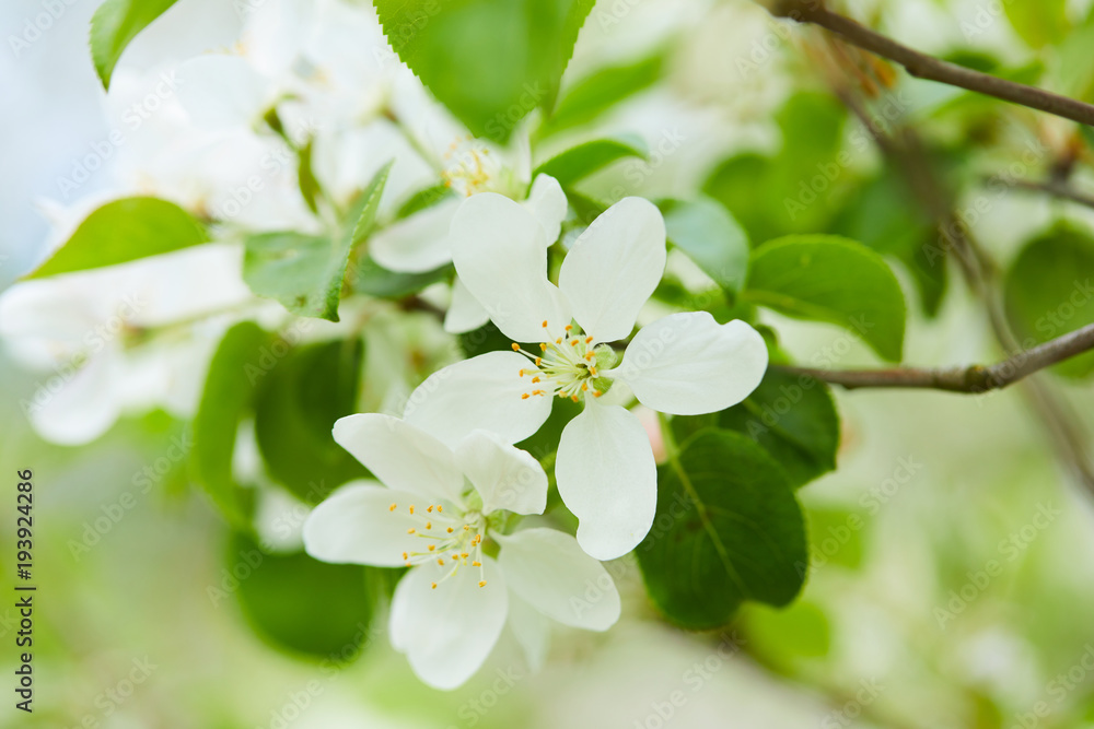 Fototapeta premium apple blossom