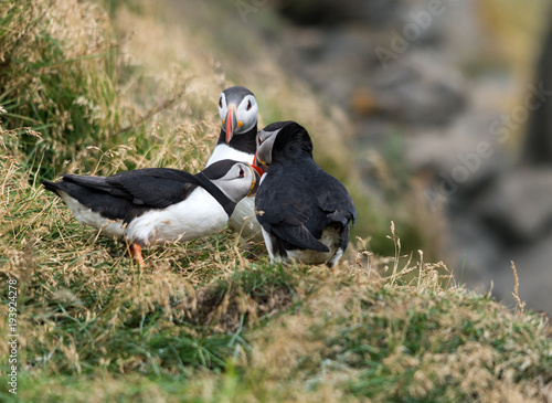 The Atlantic puffin, also known as the common puffin © wjarek