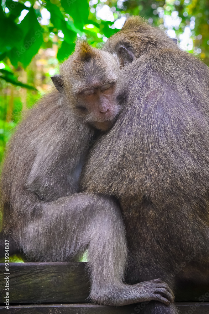 monkey sleeps on his back