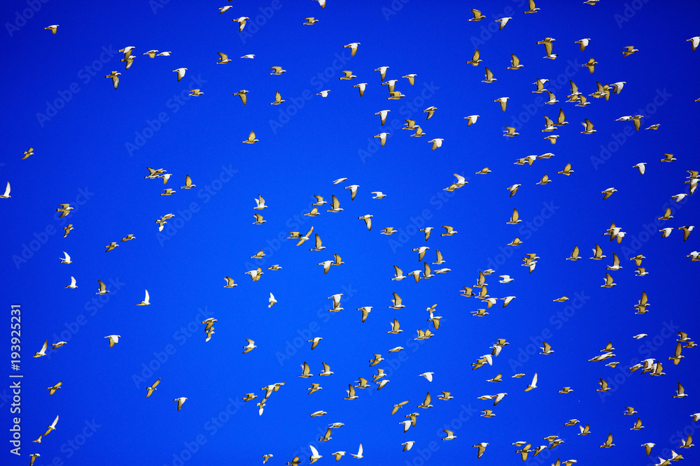 flock of pigeons against the blue sky flock of pigeons against the blue sky